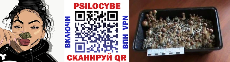 Псилоцибиновые грибы Psilocybe  Южно-Сахалинск 